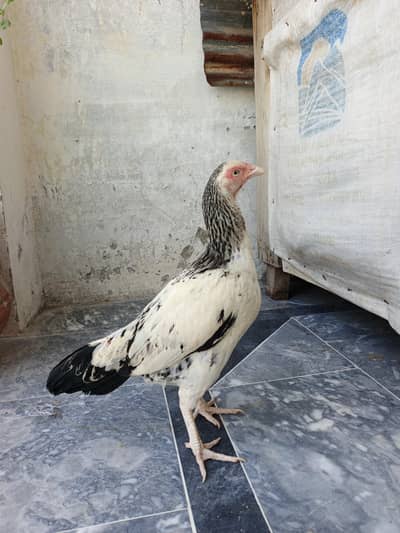 aseel jawa breed.