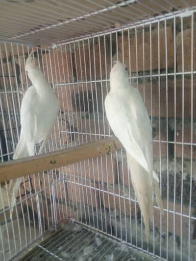 White aino coctail in red eyes breeder pair