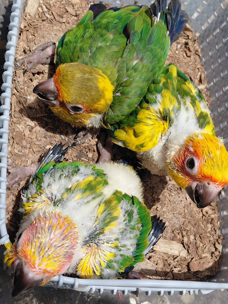 sun conure chicks 0