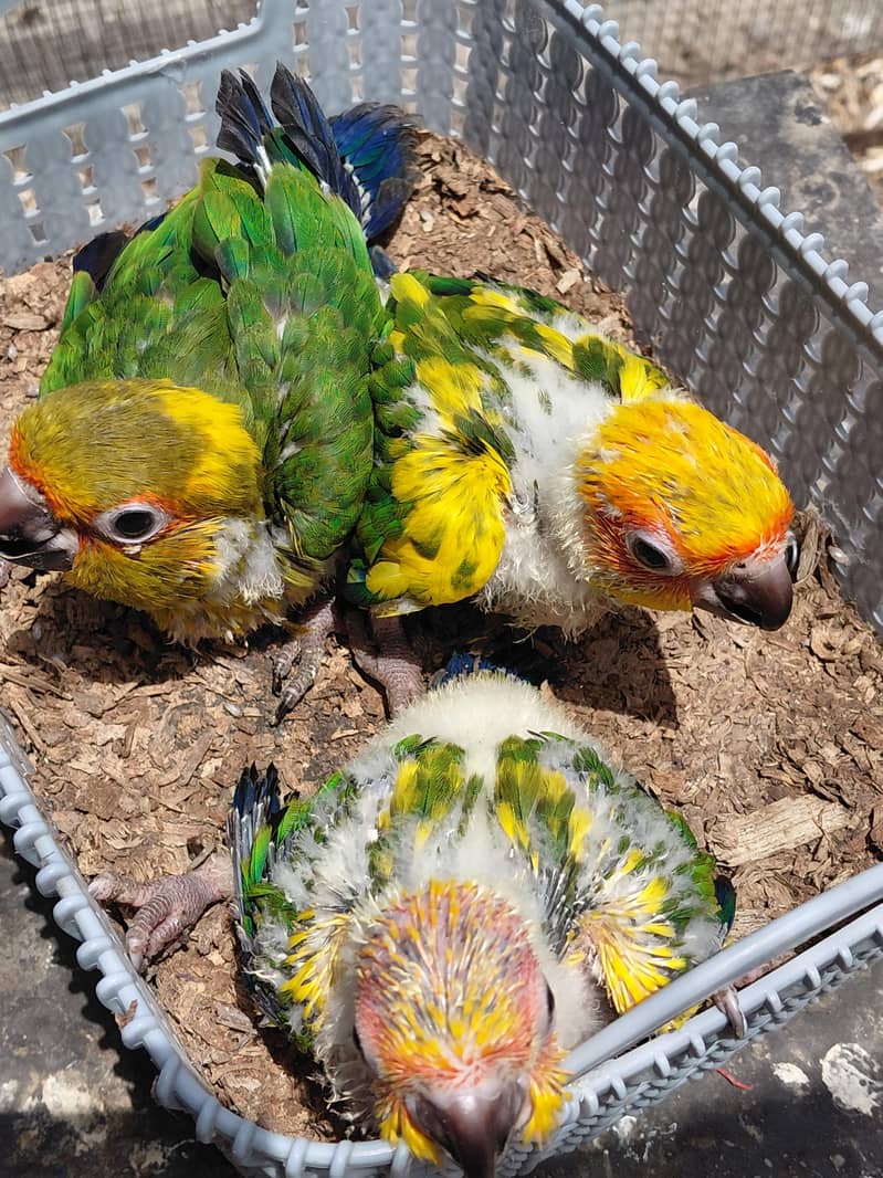 sun conure chicks 1