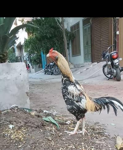 aseel for sale