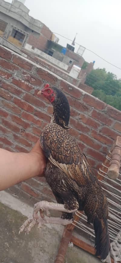 pure aseel murgi  chicks bi mil jaya gay