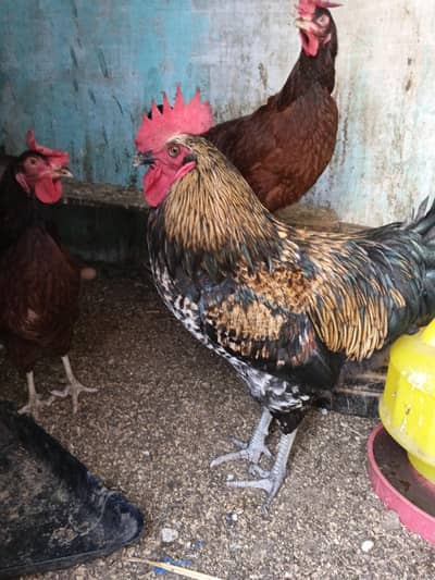 Hen Male and Chicks mixx Breed