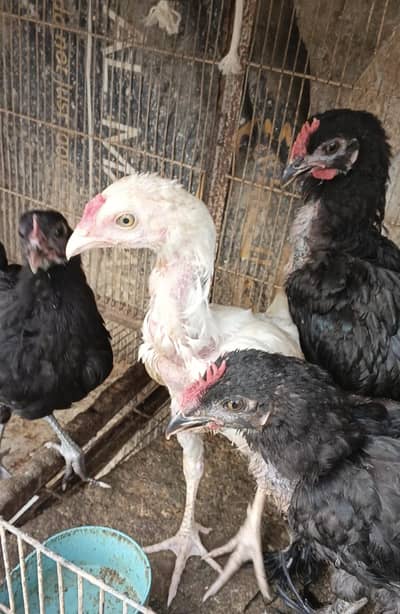 Chicks mixx Breed