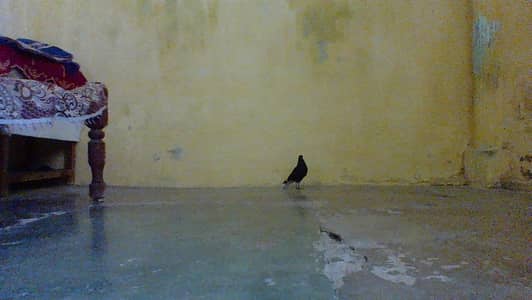 black shirazi patha for sale