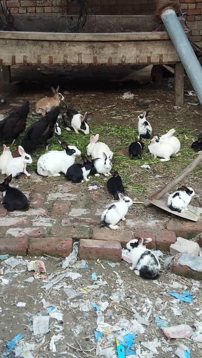Desi Rabits,breeder and bunnies available , contact: 03044993095