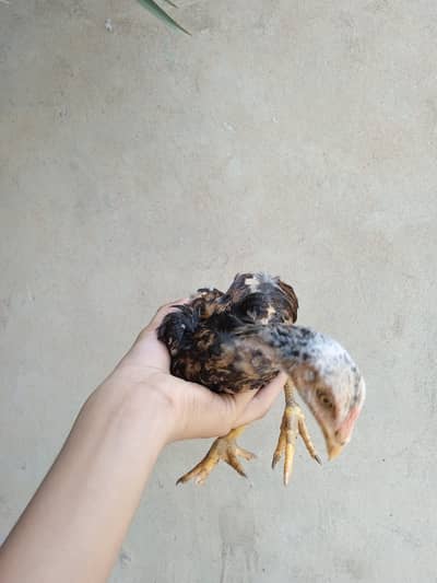brown aseel sindhi chicken for sale urgent
