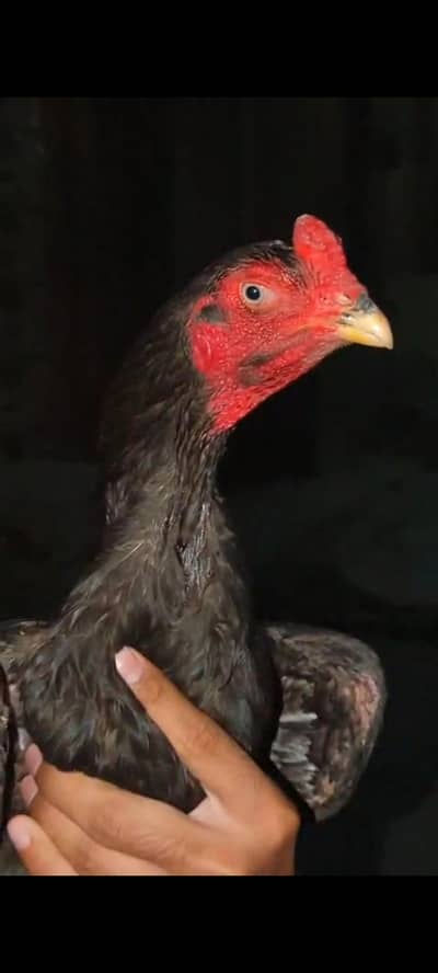 malik jamal homebreed ka patha or kamalia wasliline Cross chick