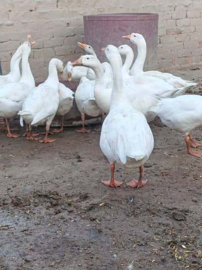 Ghr ki plli Big Duck Active and Healthy
