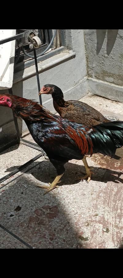 Aseel pair