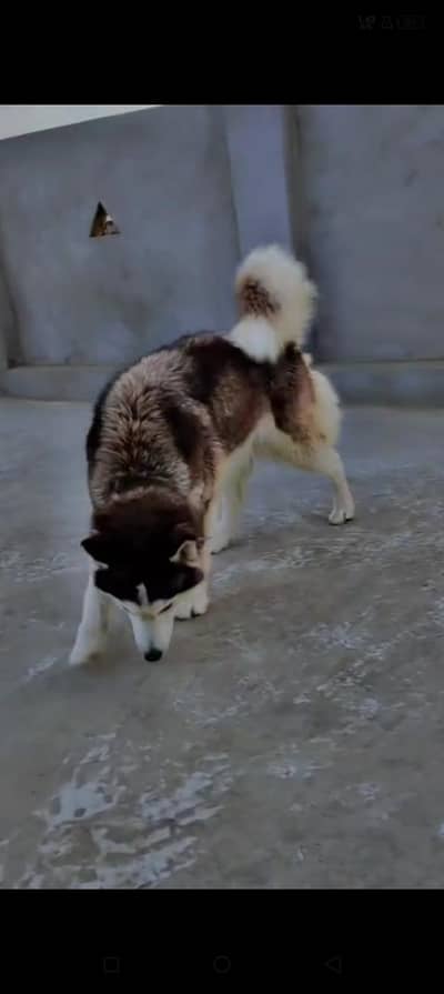 show quality husky female available on heat