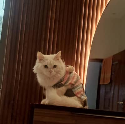 Beautiful white colour Persian cat available for sell