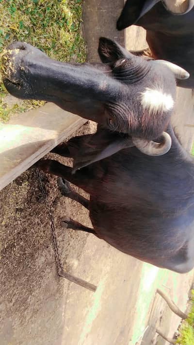 buafflo in first lactation