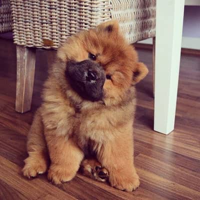 IMPORTED CHOW CHOW PUPPIES AVAILABLE FOR SALE