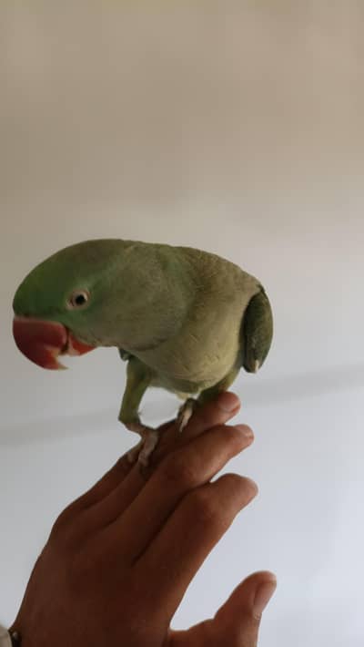  Beautiful Hand-Tamed Talking Parrots for Sale 