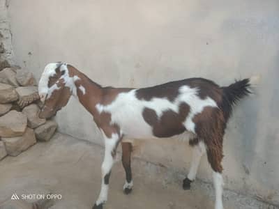 Female Goats (03135481373)