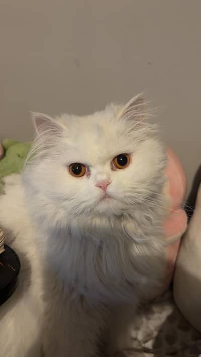 Persian cat triple coated