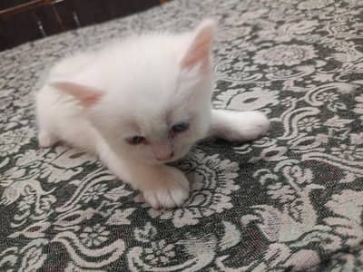 cats Persian