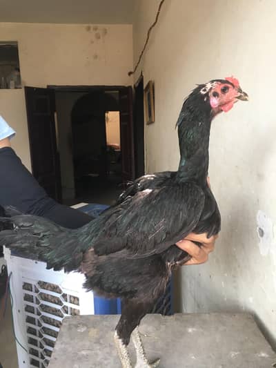 Thai burmi female