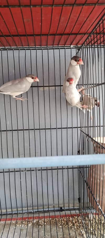 java finches chicks adult both are avail
