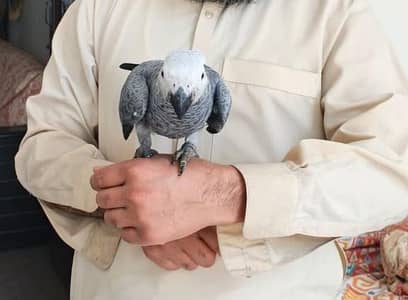 AFRICAN GRAY PARROT