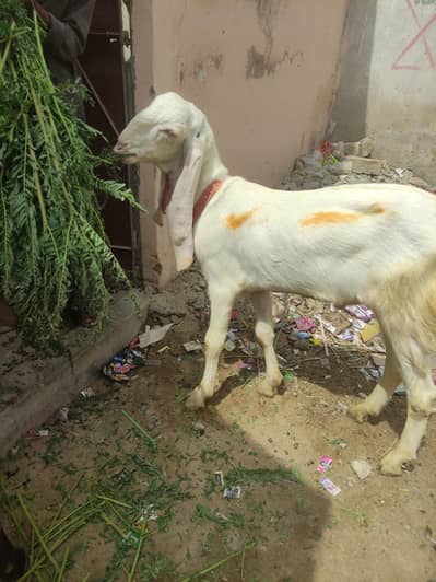 khassi bakra rajan puri white eyes