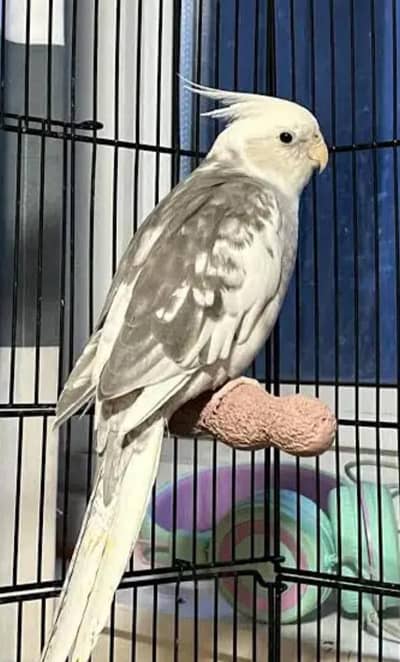 cockatiel with premium whistling sound