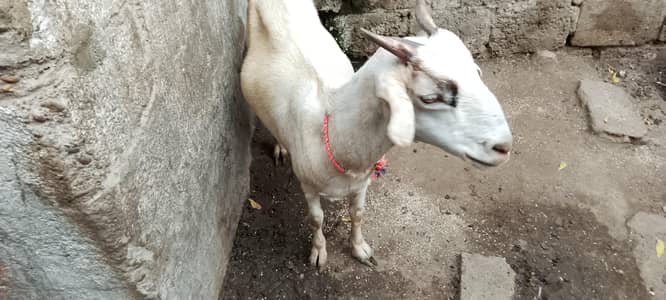 Bakri gabban tayyar ha dant 6 ya 8 hogi