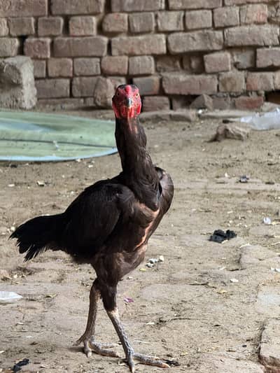 Aseel pathi/ Aseel Thai pathi / Aseel Hen Thai /aseel female /aseel