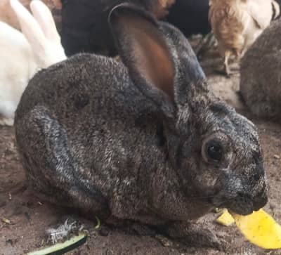 Tame and Healthy Flemish Rabbit Available