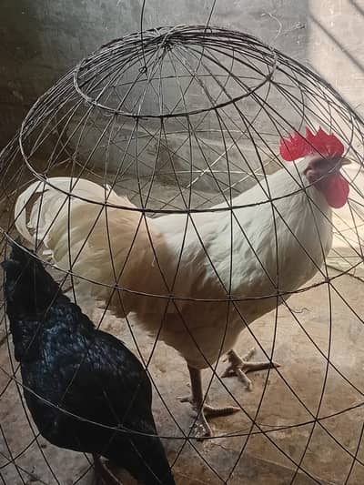 australorp | king size australorp | imported australorp | 03274087584