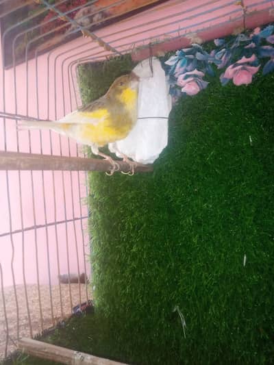 canary