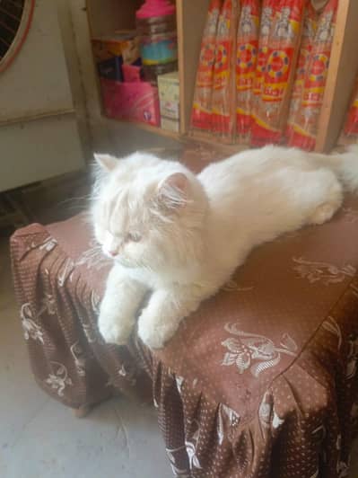 Healthy percian cat for sale