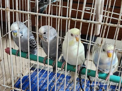 Selling rare 5 budgies - 3 female 2 male