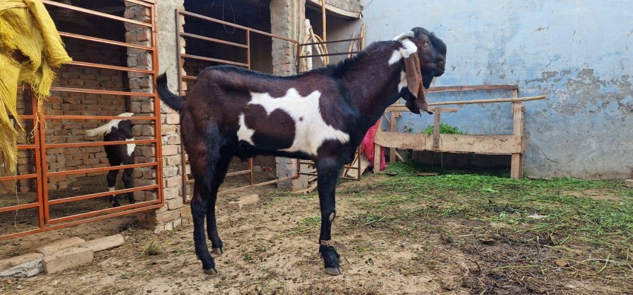 4dant 1