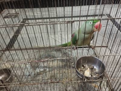 Raw female parrot for sale