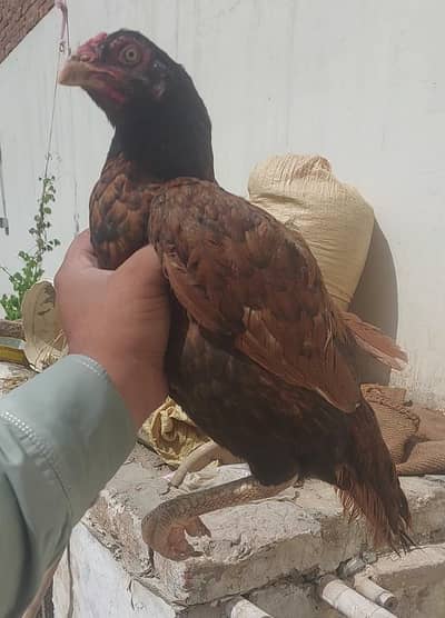 Aseel madi