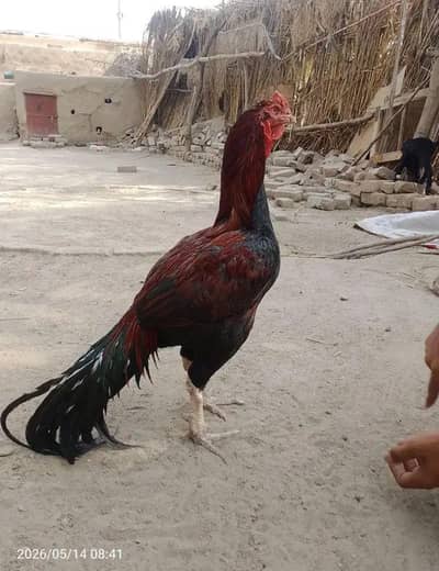 brider aseel murga