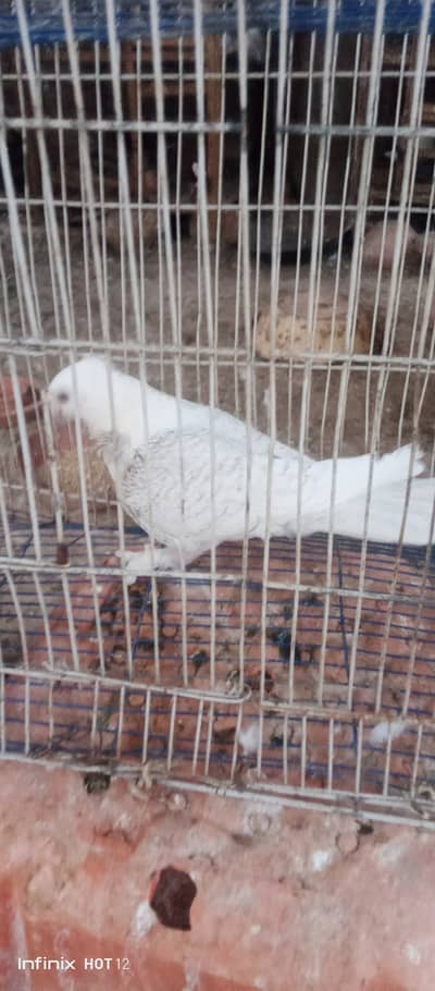 Choklete cherry sentienet pigeons