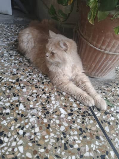 healthy cat