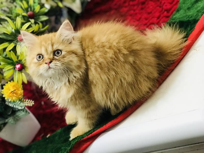 Pers kitten 0