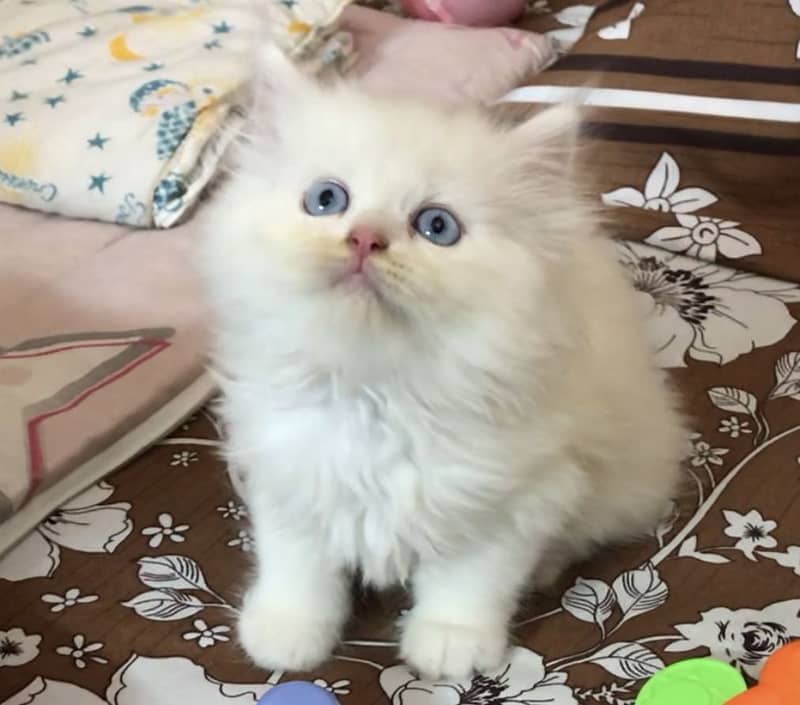 Pers kitten 1