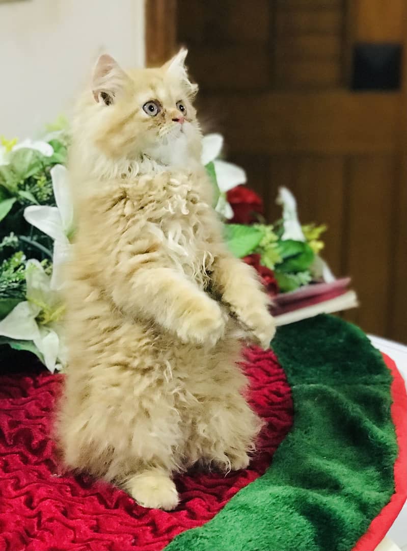 Pers kitten 2