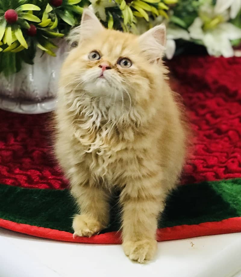 Pers kitten 3