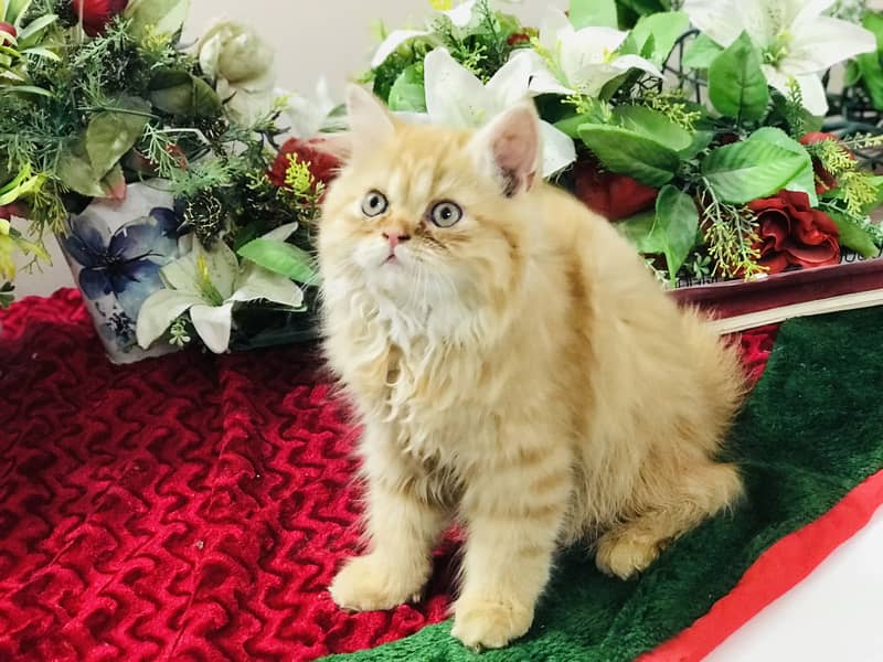 Pers kitten 4