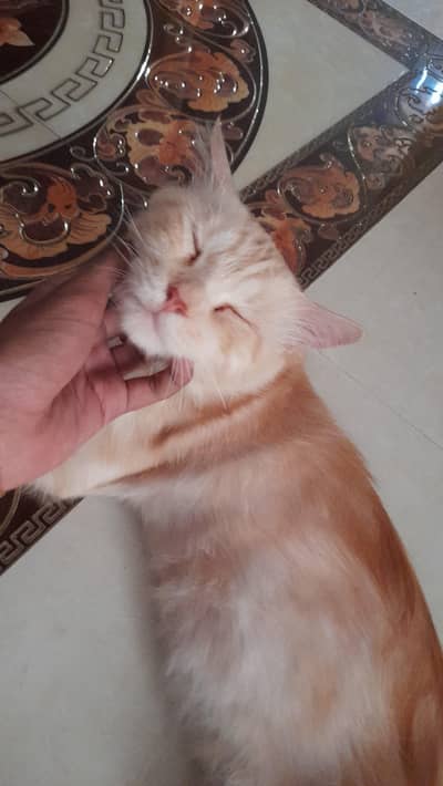 persian cute cat for sale
