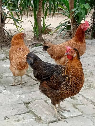 Desi Murgia Ando Wali