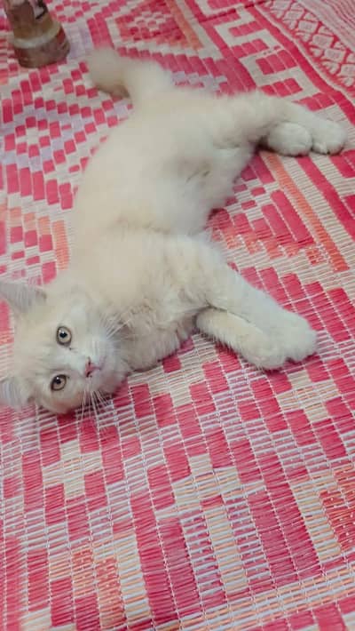 Percian Beautiful Brown cat for sale 8K only
