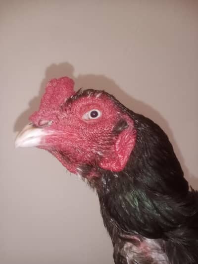 Muska aseel breeder high quality