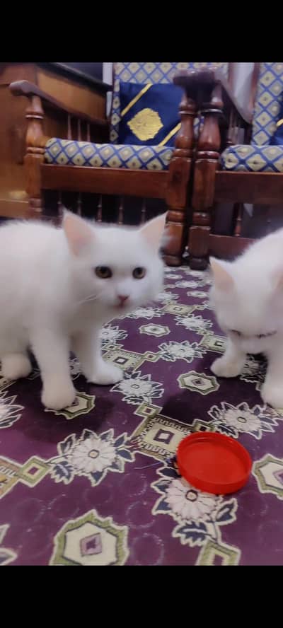 For Sale